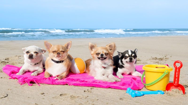 Bringing Your Pet to Spain in 2026